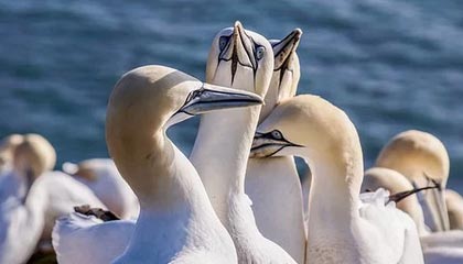 马来西亚公开赛:三个单项国羽全员晋级16强