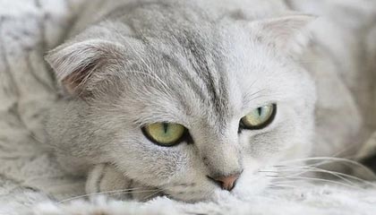 马来西亚公开赛：三个单项国羽全员晋级16强